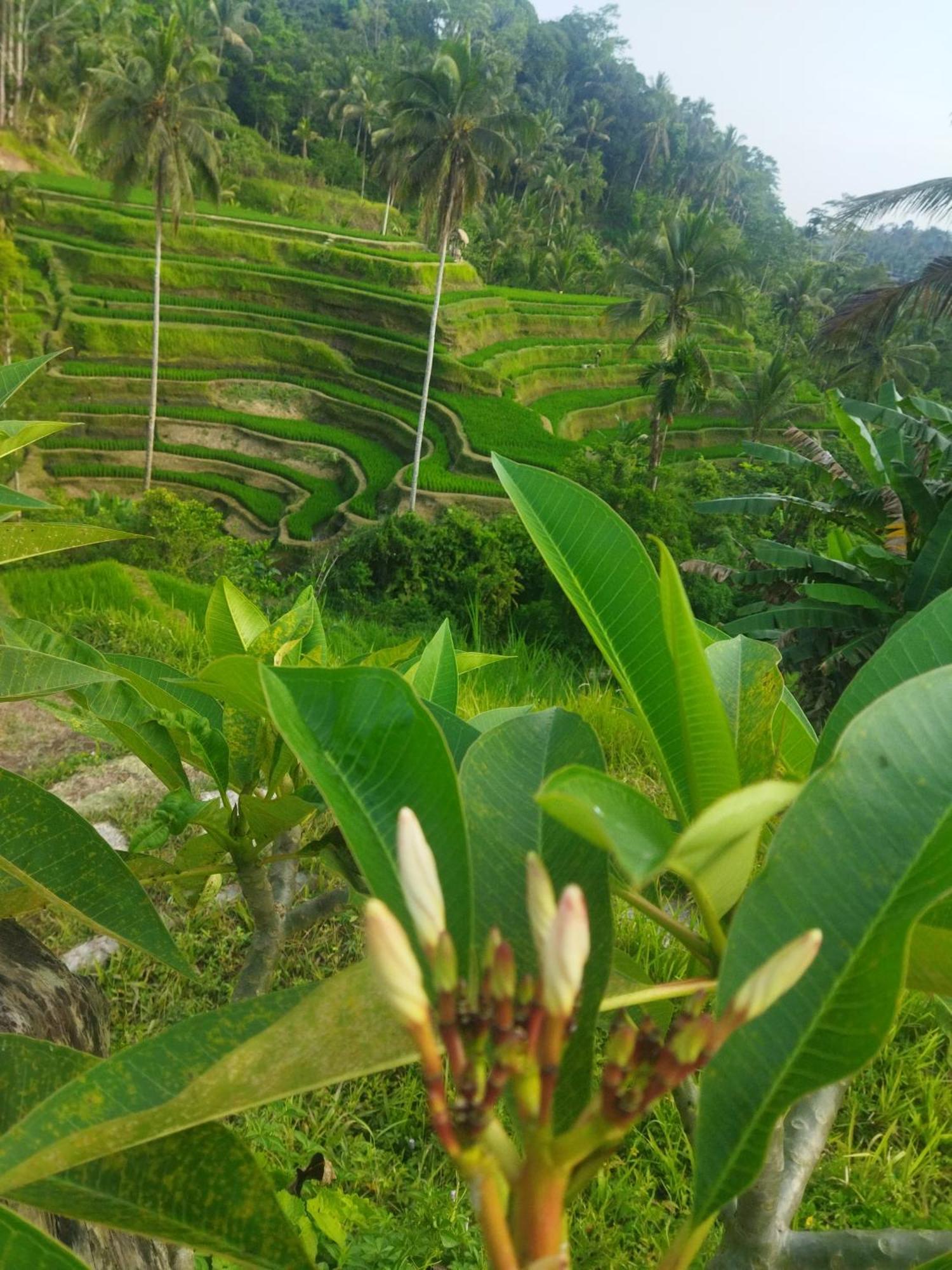 Hotel Wahwik'S House Ubud Exterior foto
